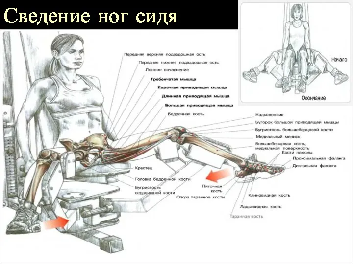 Сведение ног сидя