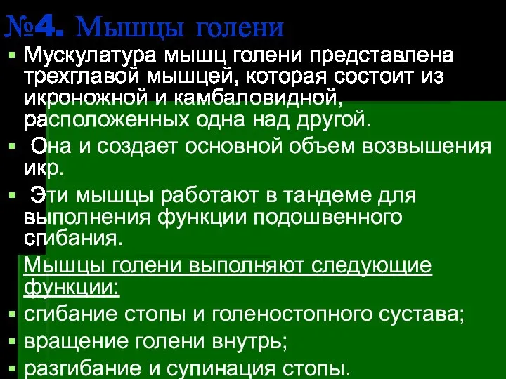 №4. Мышцы голени Мускулатура мышц голени представлена трехглавой мышцей, которая состоит