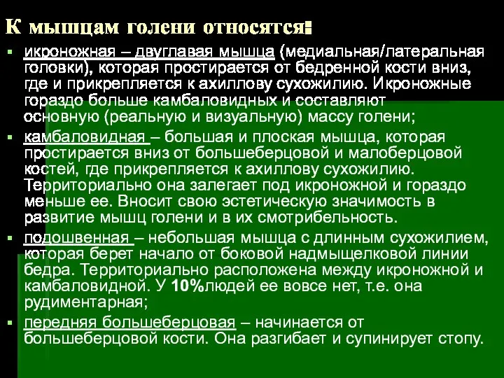 К мышцам голени относятся: икроножная – двуглавая мышца (медиальная/латеральная головки), которая