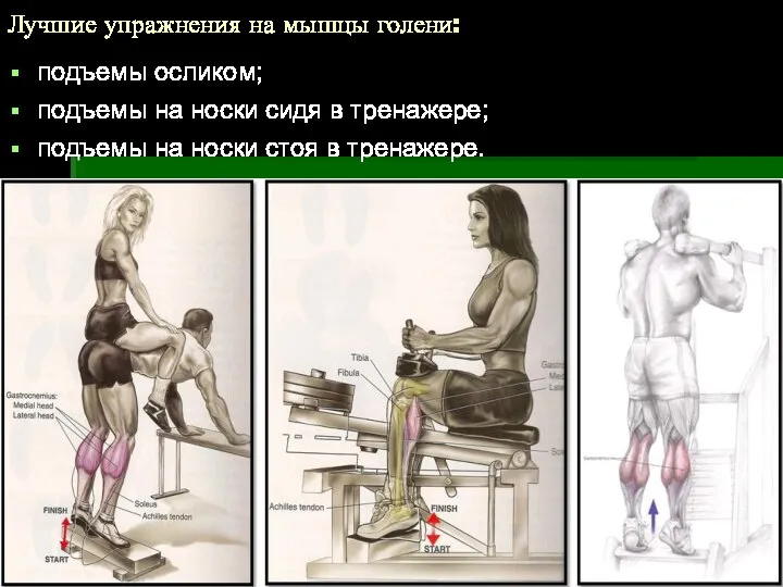 Лучшие упражнения на мышцы голени: подъемы осликом; подъемы на носки сидя