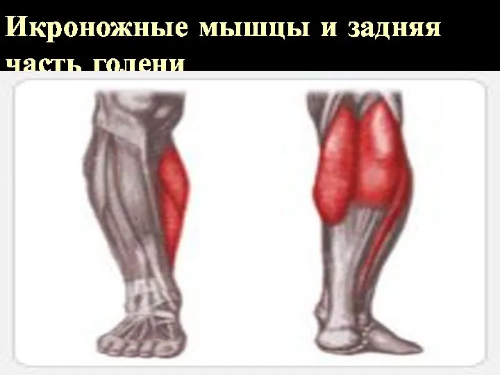 Икроножные мышцы и задняя часть голени