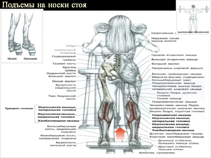 Подъемы на носки стоя