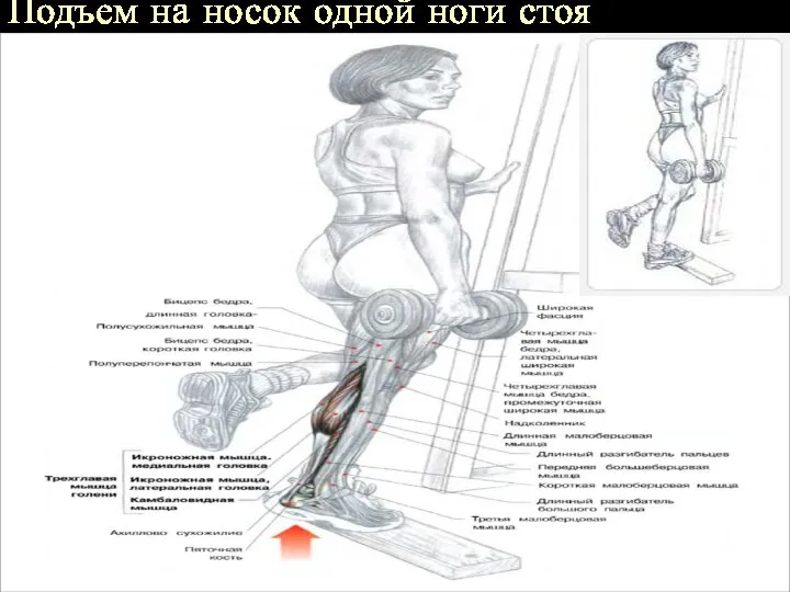 Подъем на носок одной ноги стоя