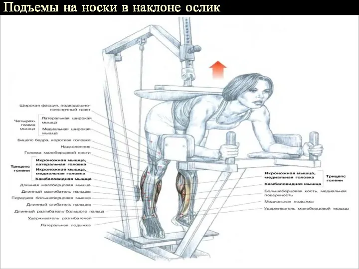 Подъемы на носки в наклоне ослик