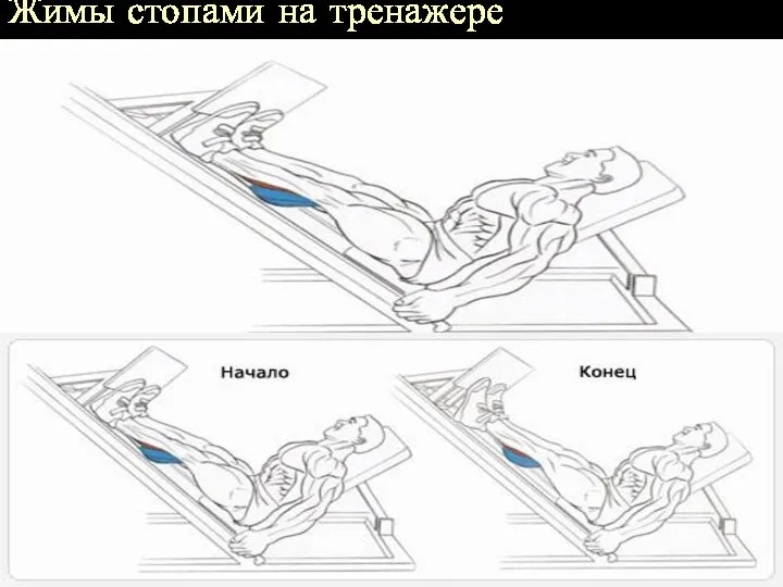 Жимы стопами на тренажере