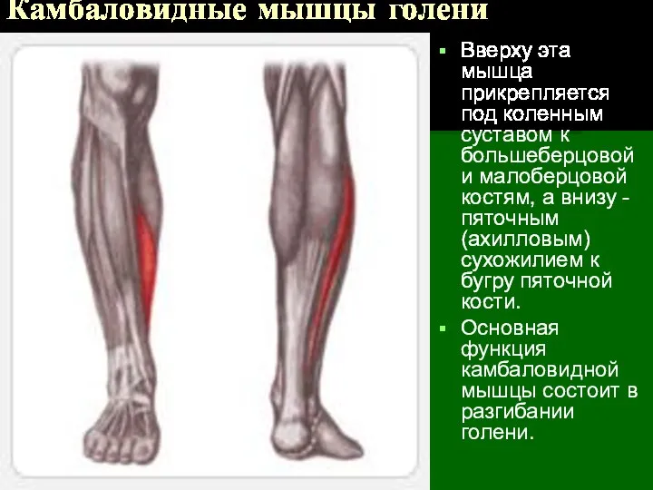 Камбаловидные мышцы голени Вверху эта мышца прикрепляется под коленным суставом к