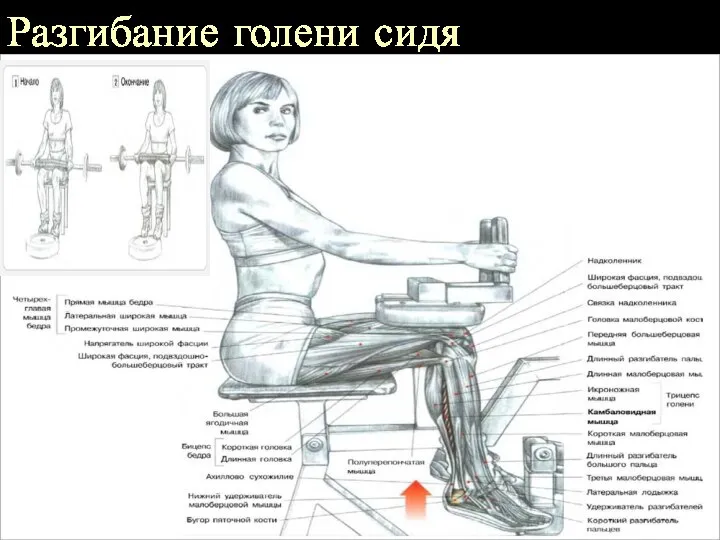 Разгибание голени сидя