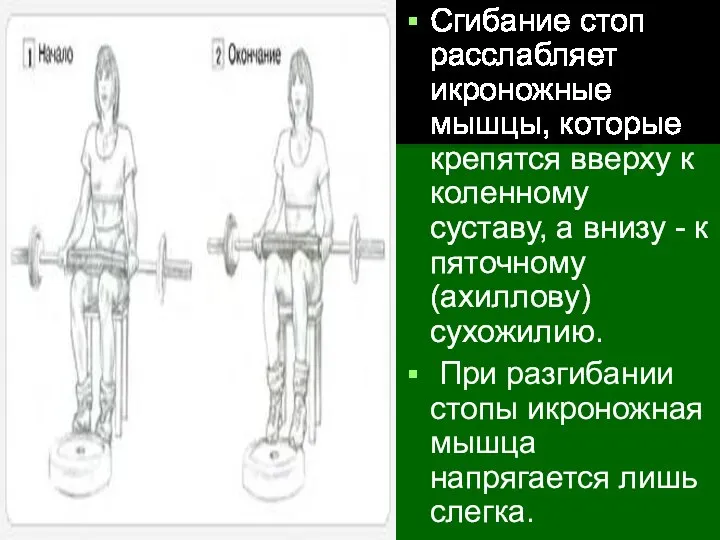 Сгибание стоп расслабляет икроножные мышцы, которые крепятся вверху к коленному суставу,