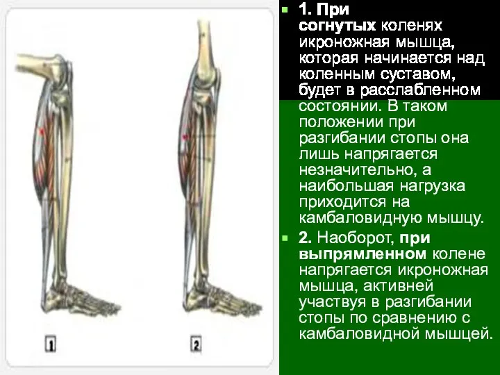 1. При согнутых коленях икроножная мышца, которая начинается над коленным суставом,