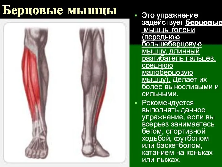 Берцовые мышцы Это упражнение задействует берцовые мышцы голени (переднюю большеберцовую мышцу,