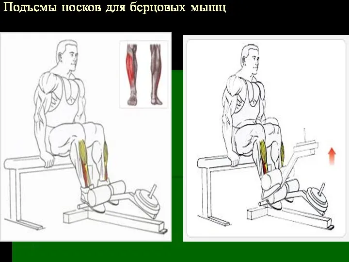 Подъемы носков для берцовых мышц