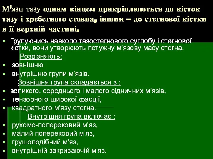 М’язи тазу одним кінцем прикріплюються до кісток тазу і хребетного стовпа,