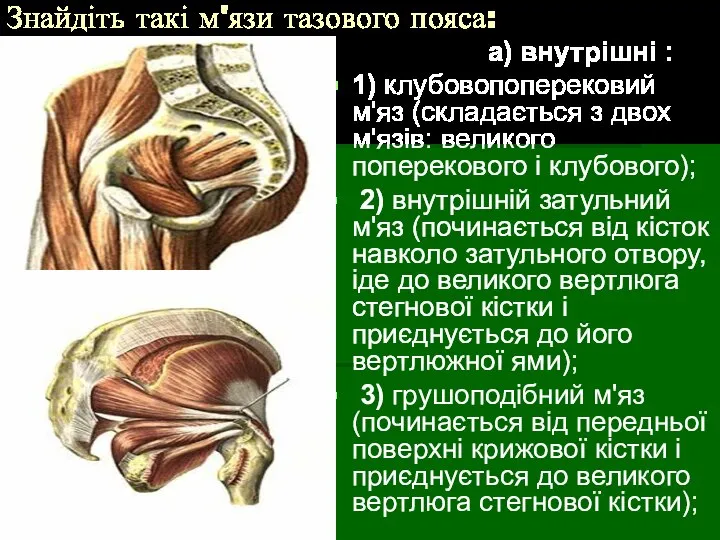 Знайдіть такі м'язи тазового пояса: а) внутрішні : 1) клубовопоперековий м'яз