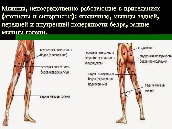 Мышцы, непосредственно работающие в приседаниях (агонисты и синергисты): ягодичные, мышцы задней,