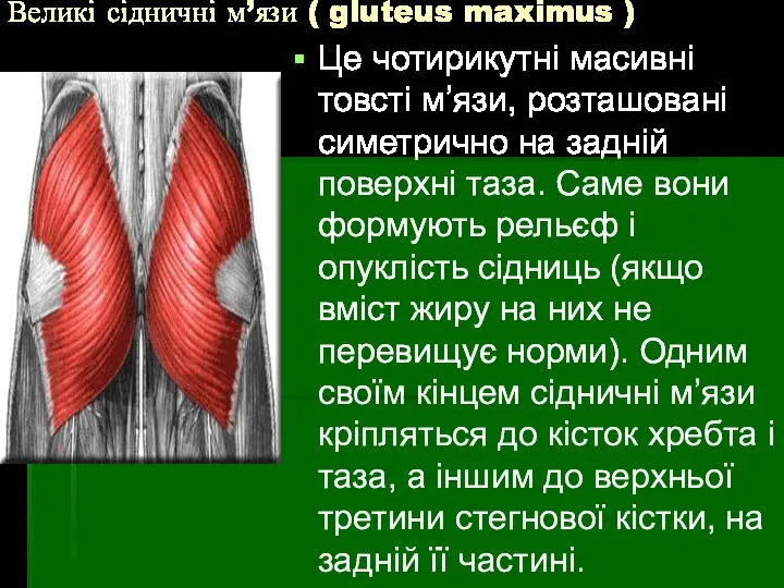 Великі сідничні м’язи ( gluteus maximus ) Це чотирикутні масивні товсті