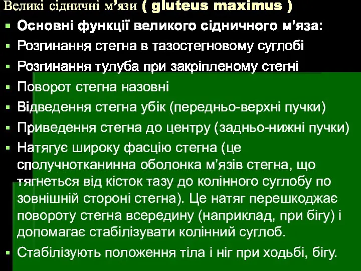 Великі сідничні м’язи ( gluteus maximus ) Основні функції великого сідничного