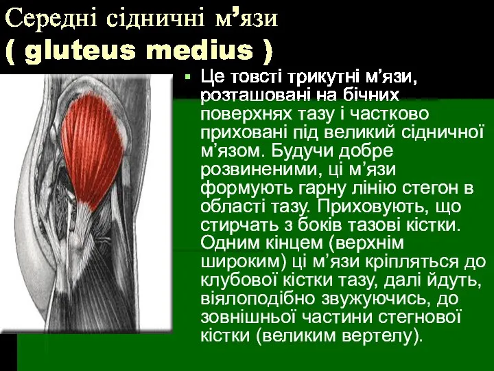 Середні сідничні м’язи ( gluteus medius ) Це товсті трикутні м’язи,