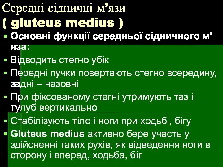 Середні сідничні м’язи ( gluteus medius ) Основні функції середньої сідничного