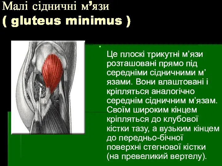 Малі сідничні м’язи ( gluteus minimus ) Це плоскі трикутні м’язи