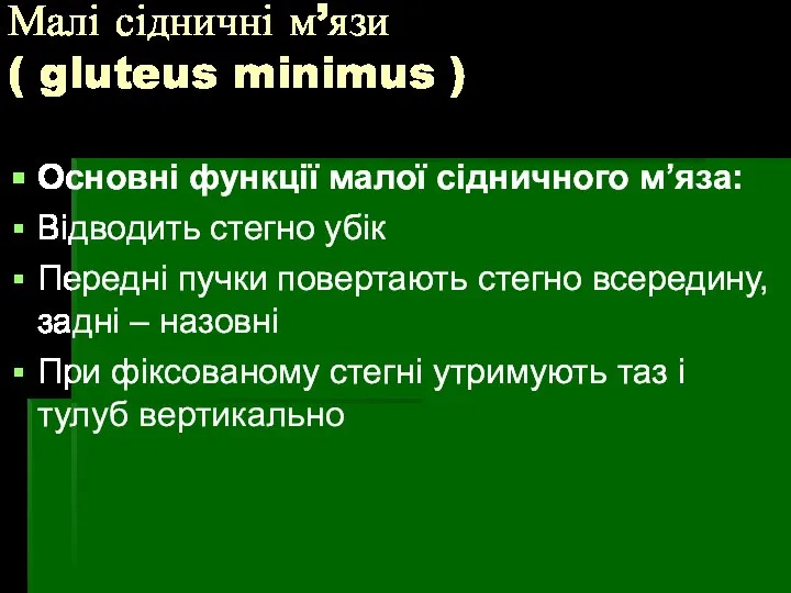 Малі сідничні м’язи ( gluteus minimus ) Основні функції малої сідничного