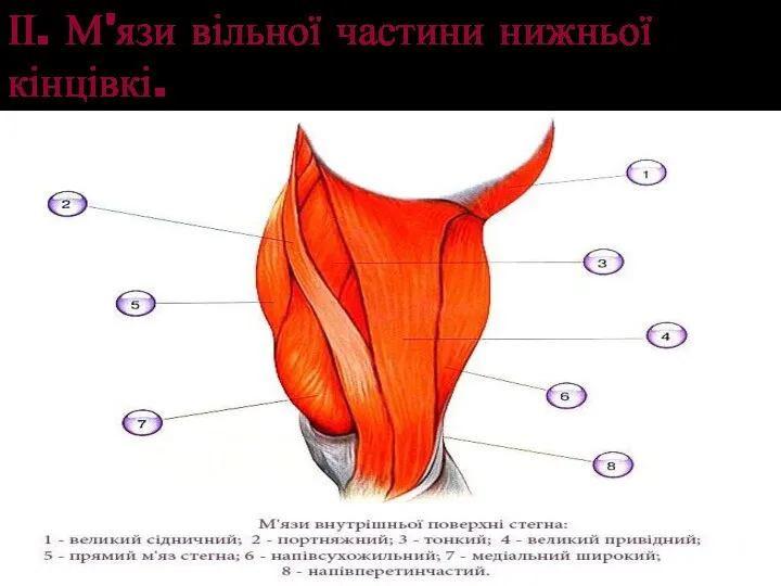 ІІ. М'язи вільної частини нижньої кінцівкі.