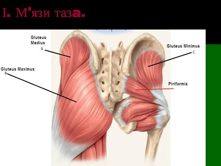 І. М'язи тазa.