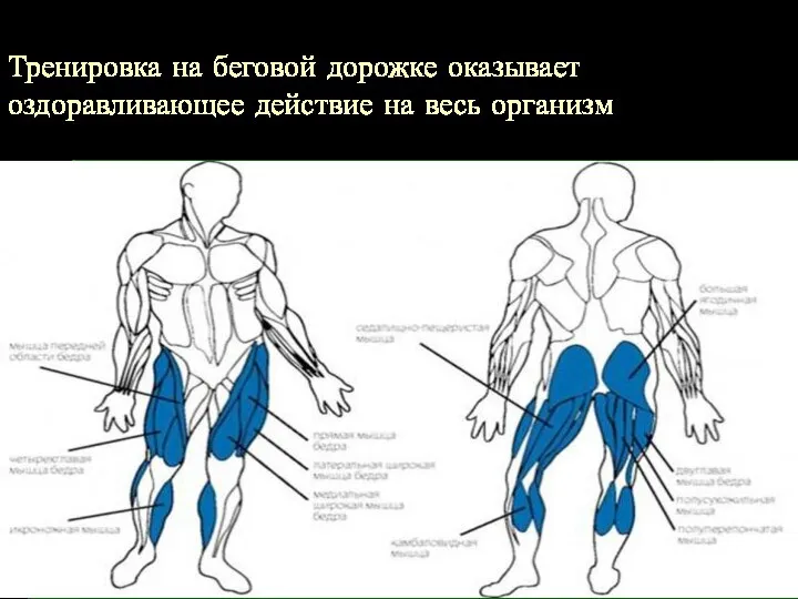 Тренировка на беговой дорожке оказывает оздоравливающее действие на весь организм