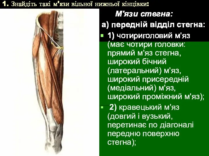 1. Знайдіть такі м'язи вільної нижньої кінцівки: М'язи стегна: а) передній