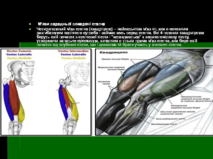 М'язи передньої поверхні стегна Чотириголовий м'яз стегна (квадріцепс) – найсильніша м'яз