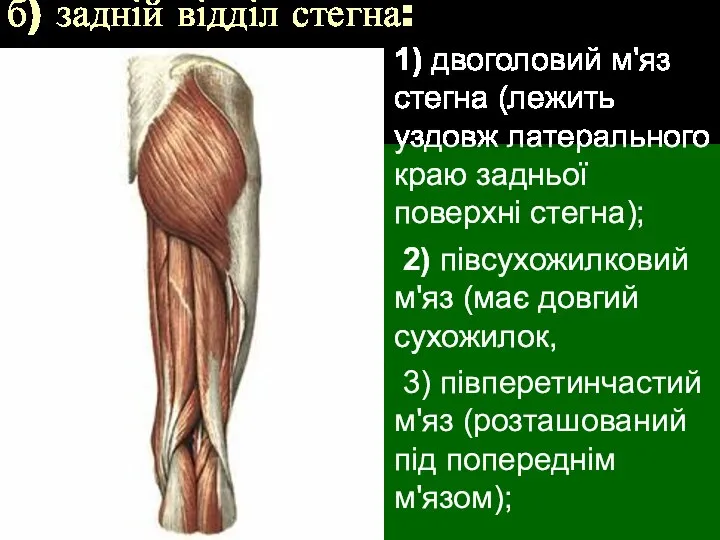 б) задній відділ стегна: 1) двоголовий м'яз стегна (лежить уздовж латерального