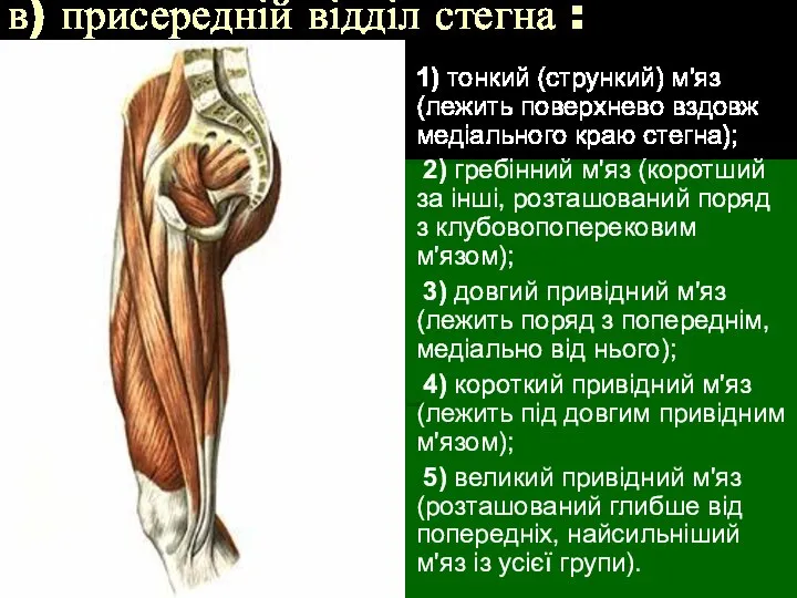 в) присередній відділ стегна : 1) тонкий (стрункий) м'яз (лежить поверхнево