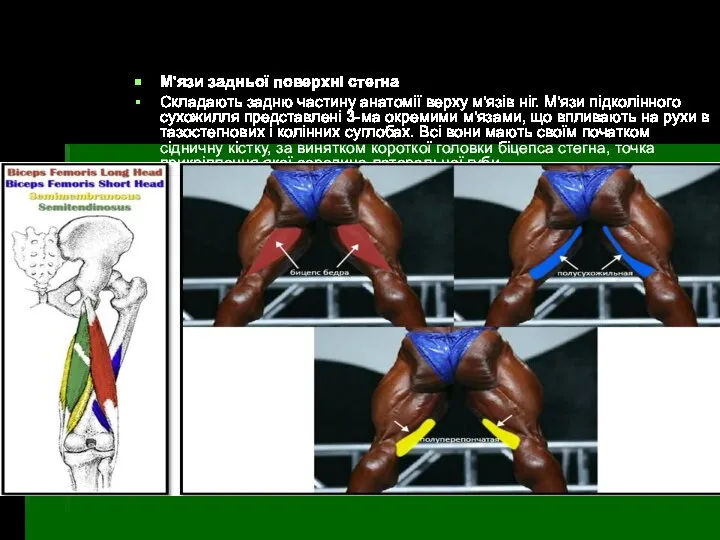 М'язи задньої поверхні стегна Складають задню частину анатомії верху м'язів ніг.