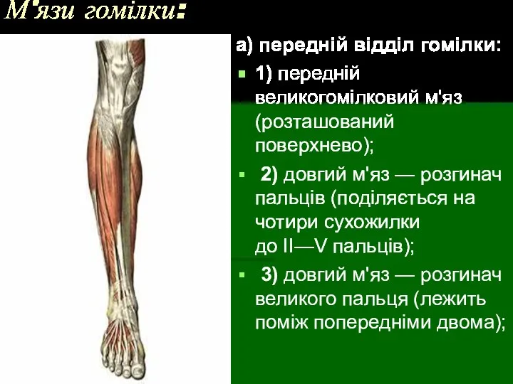 М'язи гомілки: а) передній відділ гомілки: 1) передній великогомілковий м'яз (розташований