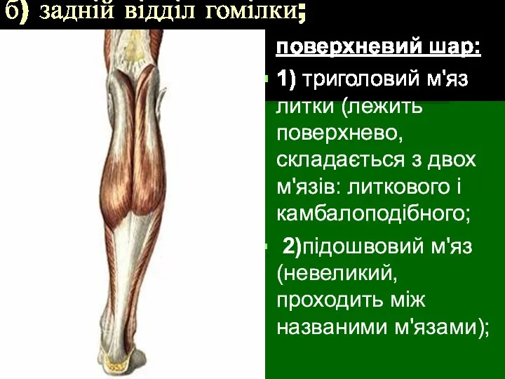 б) задній відділ гомілки; поверхневий шар: 1) триголовий м'яз литки (лежить