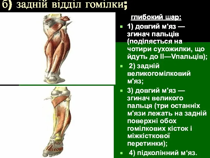 б) задній відділ гомілки; глибокий шар: 1) довгий м'яз — згинач