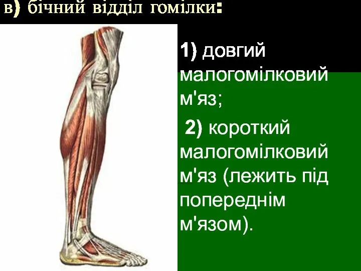 в) бічний відділ гомілки: 1) довгий малогомілковий м'яз; 2) короткий малогомілковий м'яз (лежить під попереднім м'язом).