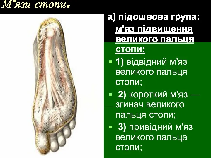 М'язи стопи. а) підошвова група: м'яз підвищення великого пальця стопи: 1)