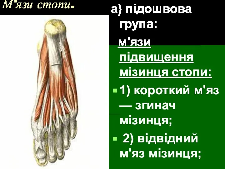 М'язи стопи. а) підошвова група: м'язи підвищення мізинця стопи: 1) короткий