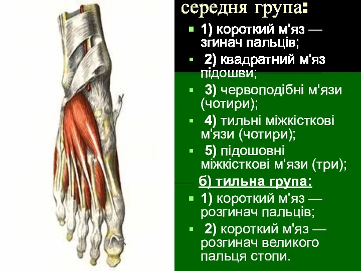 середня група: 1) короткий м'яз — згинач пальців; 2) квадратний м'яз