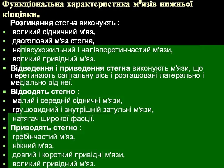 Функціональна характеристика м’язів нижньої кінцівки. Розгинання стегна виконують : великий сідничний