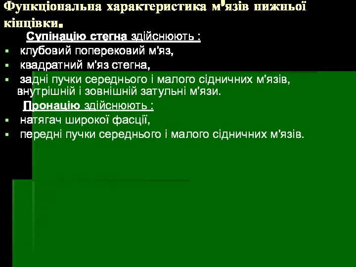 Функціональна характеристика м’язів нижньої кінцівки. Супінацію стегна здійснюють : клубовий поперековий