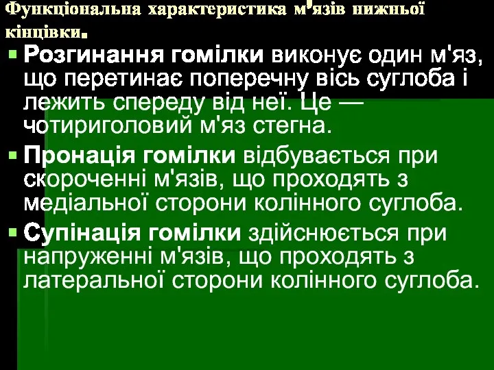 Функціональна характеристика м’язів нижньої кінцівки. Розгинання гомілки виконує один м'яз, що