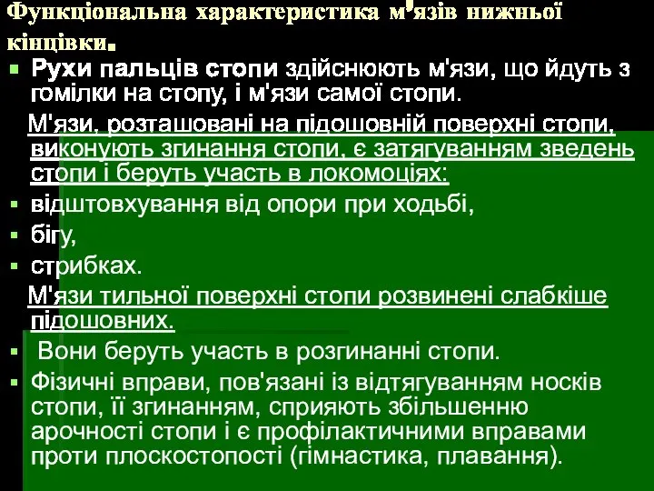 Функціональна характеристика м’язів нижньої кінцівки. Рухи пальців стопи здійснюють м'язи, що