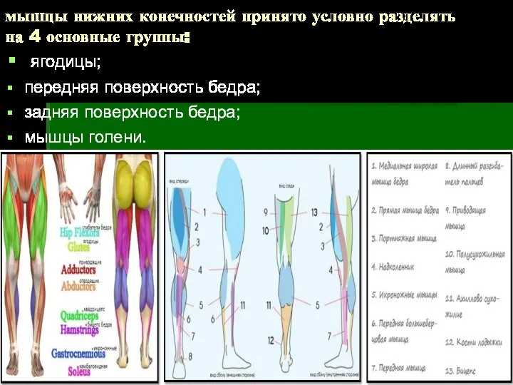 мышцы нижних конечностей принято условно разделять на 4 основные группы: ягодицы;