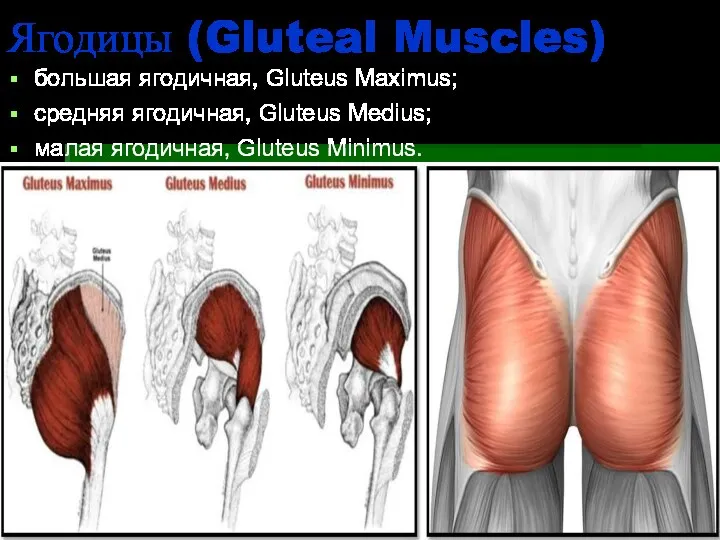 Ягодицы (Gluteal Muscles) большая ягодичная, Gluteus Maximus; средняя ягодичная, Gluteus Medius; малая ягодичная, Gluteus Minimus.