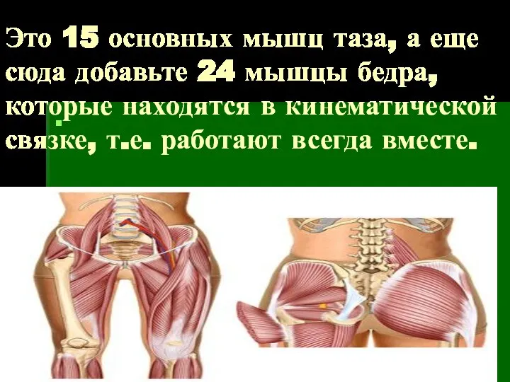 Это 15 основных мышц таза, а еще сюда добавьте 24 мышцы