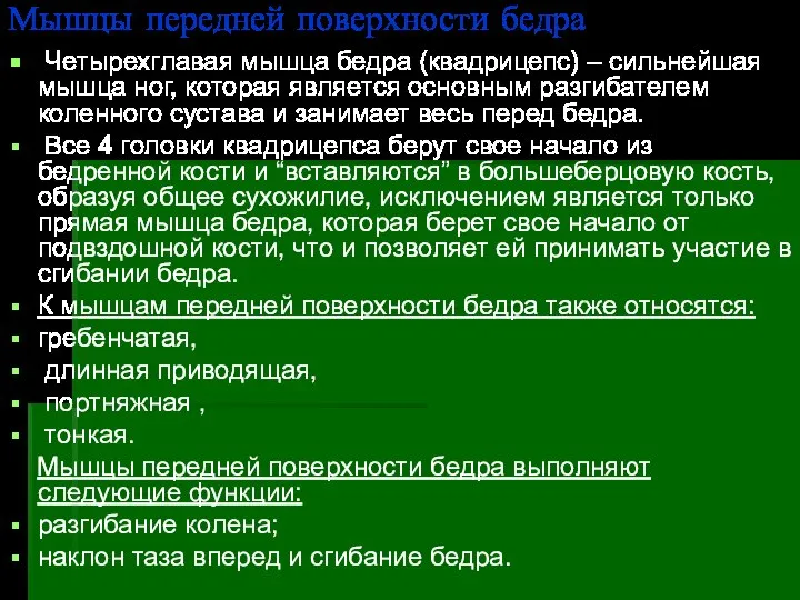 Мышцы передней поверхности бедра Четырехглавая мышца бедра (квадрицепс) – сильнейшая мышца