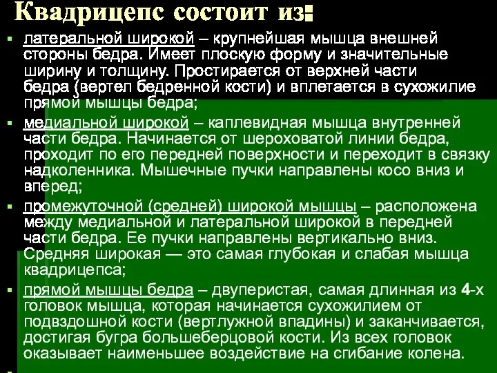 Квадрицепс состоит из: латеральной широкой – крупнейшая мышца внешней стороны бедра.