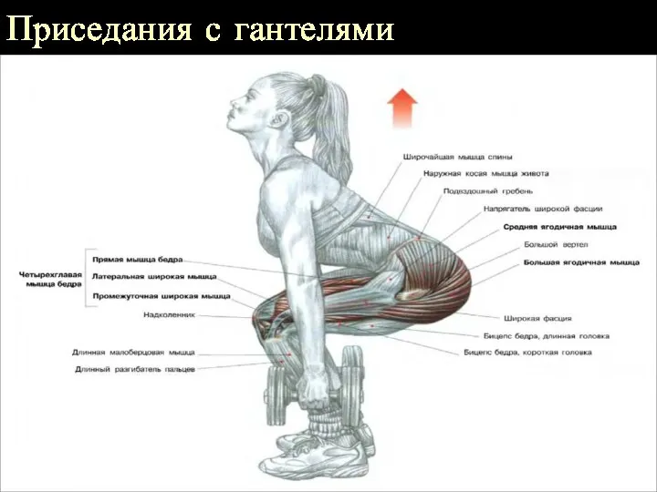 Приседания с гантелями