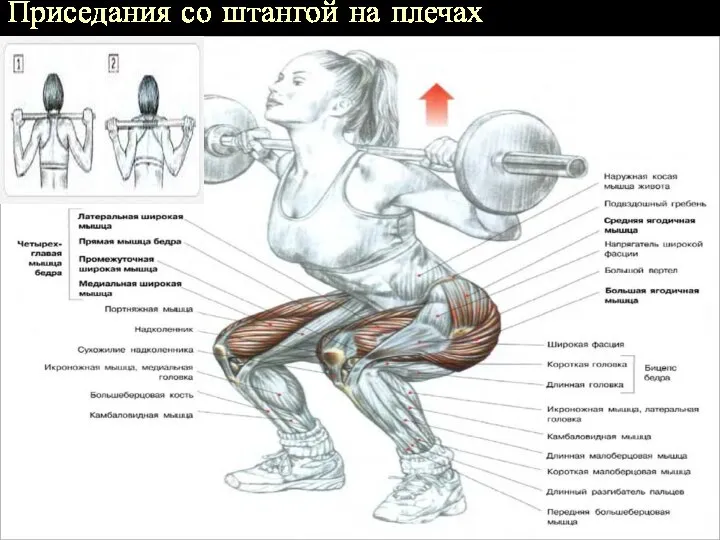 Приседания со штангой на плечах